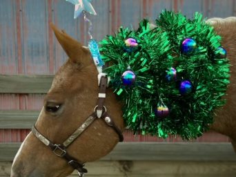 EC Christmas Photo of the Day – A Decade of Holiday Cheer