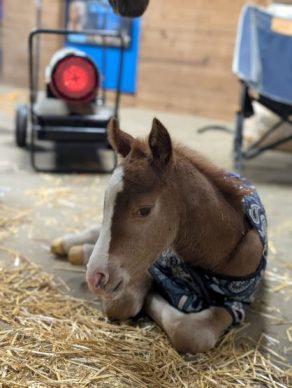 EC Foal Photo of the Day: Call Me Adorable