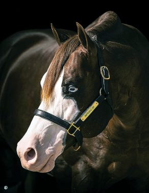 Inferno Sixty Six and Colonels Shining Gun Surpass $5 Million in NRHA Progeny Earnings