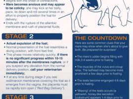 What to Expect When You’re Expecting (a Foal!)