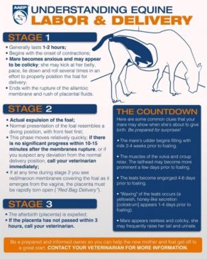 What to Expect When You’re Expecting (a Foal!)