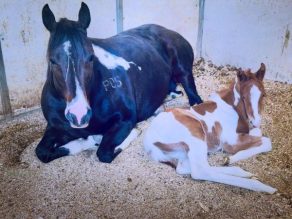 EC Foal Photo of the Day: It’s the Most Wonderful Time of the Year