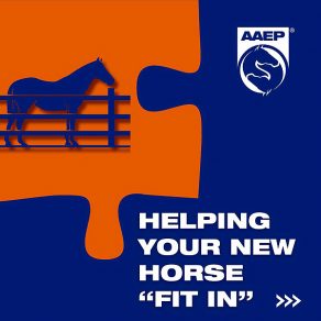 Helping Your New Horse Fit In