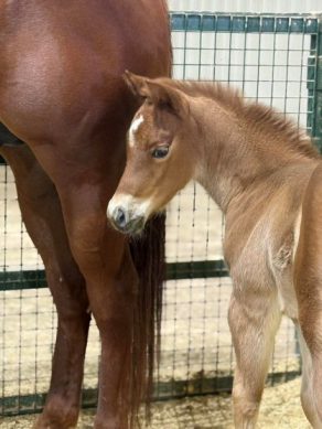 EC Foal Photo of the Day: Aennebella of River Oaks Ranch at TBQH