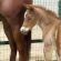 EC Foal Photo of the Day: Aennebella of River Oaks Ranch at TBQH