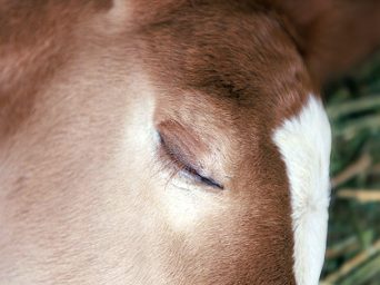 EC Blog: A Miracle Filly Is Born
