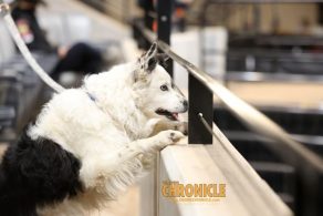 EC Photo of the Day — A Wonderful Dog