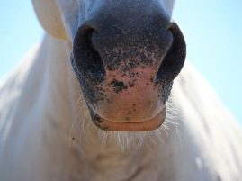 Horses Can Smell Fear