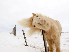Help Your Horse Weather the Cold Snap
