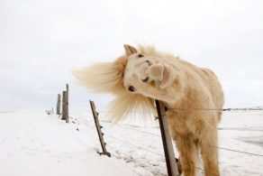 Help Your Horse Weather the Cold Snap