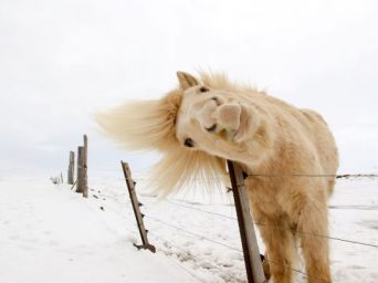 Help Your Horse Weather the Cold Snap