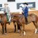 AQHA Announces 2026 Dates