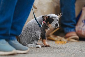 EC Photo of the Day: Love Those Horse Show Dogs