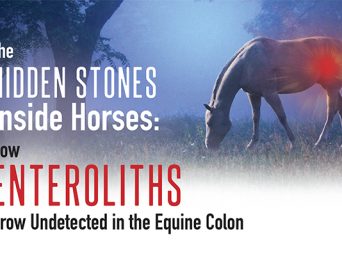 The Hidden Stones Inside Horses: How Enteroliths Grow Undetected In The Equine Colon