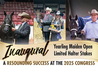 Inaugural Yearling Maiden Open Limited Halter Stakes A Resounding Success At The 2025 Congress