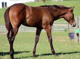 57th Annual Mid-Winter Internet Auction –2 Auctions, Last Chance to Enter