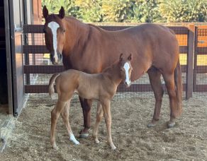 EC Foal Photo of the Day:  Meet Moose!