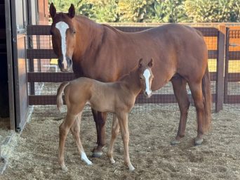 EC Foal Photo of the Day:  Meet Moose!