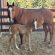 EC Foal Photo of the Day:  Meet Moose!