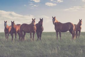 2026 AQHA Convention Committee Agendas