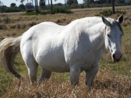 The Overweight Horse — A New Year’s Resolution