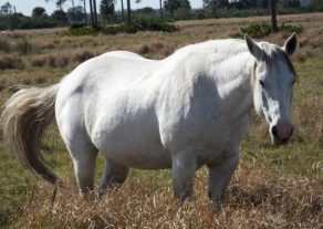 The Overweight Horse — A New Year’s Resolution