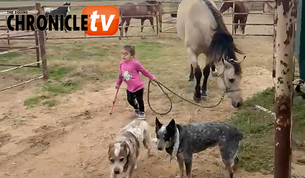 EC Video of the Day: The Thing About Horses