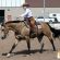 Sun Circuit Debuts NSBA Non Pro Ranch Horsemanship With $500 in Added Money