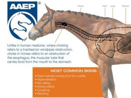 Choke in Horses
