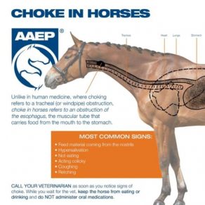 Choke in Horses