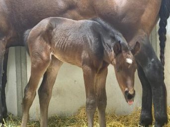 Good Thing They Named the Foal “Flip Flop”