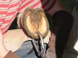 University of Kentucky Study Findings May Provide Safer Care for Horses at Risk of Laminitis