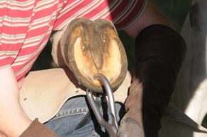 University of Kentucky Study Findings May Provide Safer Care for Horses at Risk of Laminitis