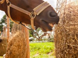 Hay Nets and Slow Feeders for Horses: Pros and Cons