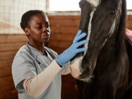 Virginia Tech-developed H-FIRE Treatment Now Offered at Equine Medical Center