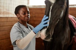 Virginia Tech-developed H-FIRE Treatment Now Offered at Equine Medical Center