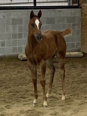 EC Foal Photo of the Day: A First Class First Foal
