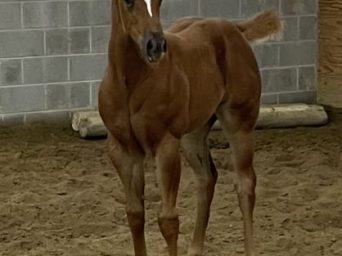 EC Foal Photo of the Day: A First Class First Foal