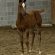EC Foal Photo of the Day: A First Class First Foal
