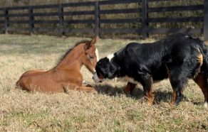 EC Foal Photo of the Day: Super Bowl Foal
