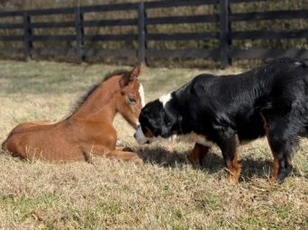 EC Foal Photo of the Day: Super Bowl Foal