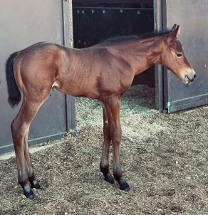 EC Foal Photo of the Day: Meet Valentino