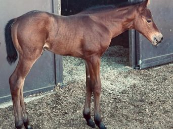 EC Foal Photo of the Day: Meet Valentino