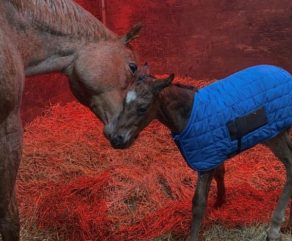 EC Foal Photo of the Day: Knostoppinforsnacks