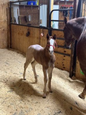 EC Foal Photo of the Day: Meet Piglet!