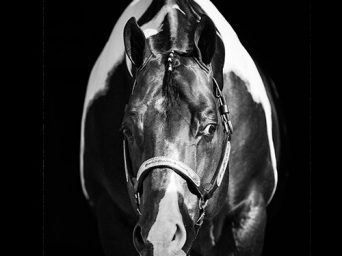 Five Join the 2026 APHA Hall of Fame