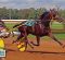 Breaking Free: The World’s Fastest Trotter Heads into Hunt Seat at Pinto World