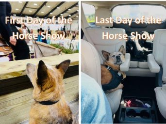 EC Photo of the Day: Horse Show Hangover