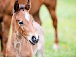 Patience or Procedure? New Insights on Hock OCD in Foals