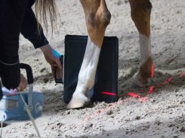 How Artificial Intelligence Could Improve Fracture Detection in Horses